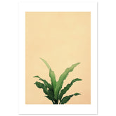Birds Nest Fern Asplenium nidus 1