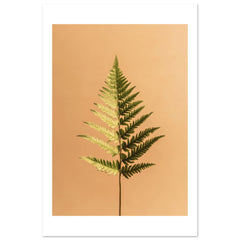 Boston Fern Nephrolepis exaltata 1