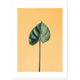 Alocasia 1