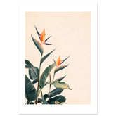 Bird of Paradise Strelitzia reginae 3