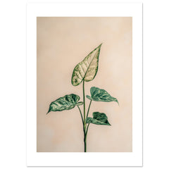 Arrowhead Plant Syngonium podophyllum