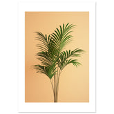 Areca Palm Dypsis lutescens 1