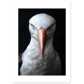 Albatross portrait 1