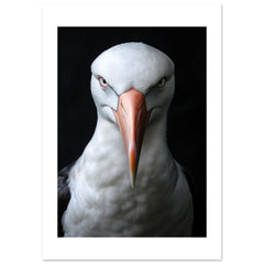 Albatross portrait 1