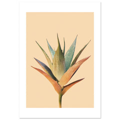 Aloe Vera Aloe barbadensis miller