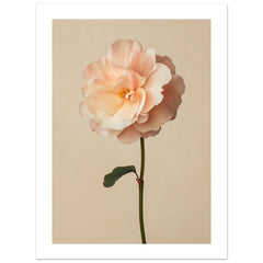 Begonia Begonia flower 1