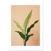 Birds Nest Fern Asplenium nidus 3