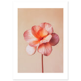 Begonia