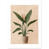Bird of Paradise Strelitzia reginae