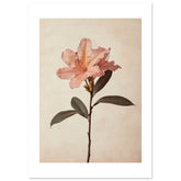 Azalea Rhododendron flower