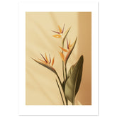 Bird of Paradise Strelitzia reginae 2