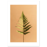 Boston Fern Nephrolepis exaltata 1