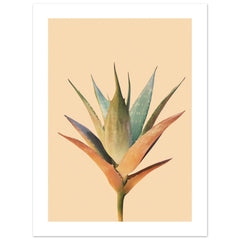 Aloe Vera Aloe barbadensis miller