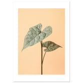 Arrowhead Plant Syngonium podophyllum 2