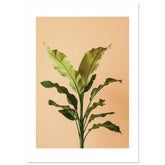 Birds Nest Fern Asplenium nidus
