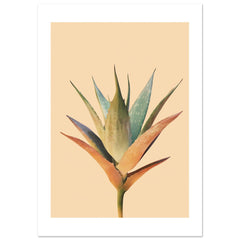 Aloe Vera Aloe barbadensis miller