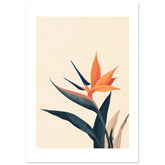Bird of Paradise Strelitzia reginae 1