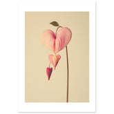 Bleeding Heart Dicentra spectabilis flower 1