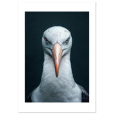 Albatross portrait