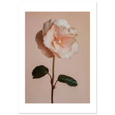Begonia Begonia flower 2