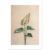Arrowhead Plant Syngonium podophyllum