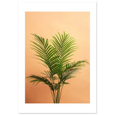 Areca Palm Dypsis lutescens