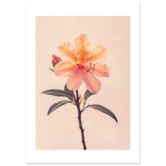 Azalea Rhododendron flower 1
