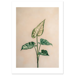 Arrowhead Plant Syngonium podophyllum