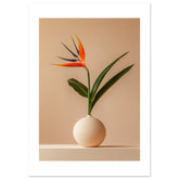 Bird of Paradise Strelitzia reginae 4