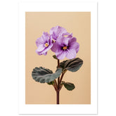 African Violet Saintpaulia