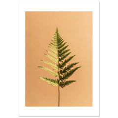 Boston Fern Nephrolepis exaltata 1