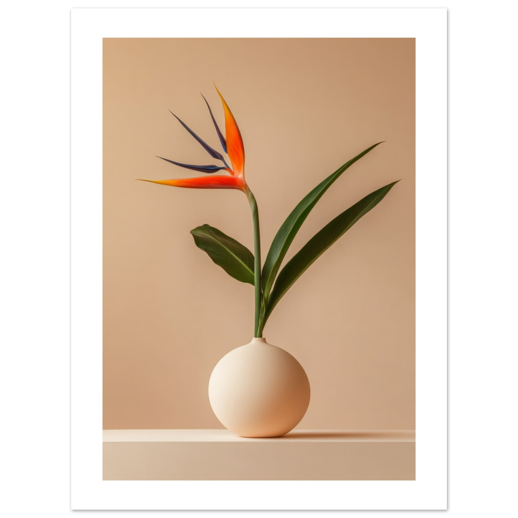 Bird of Paradise Strelitzia reginae 4