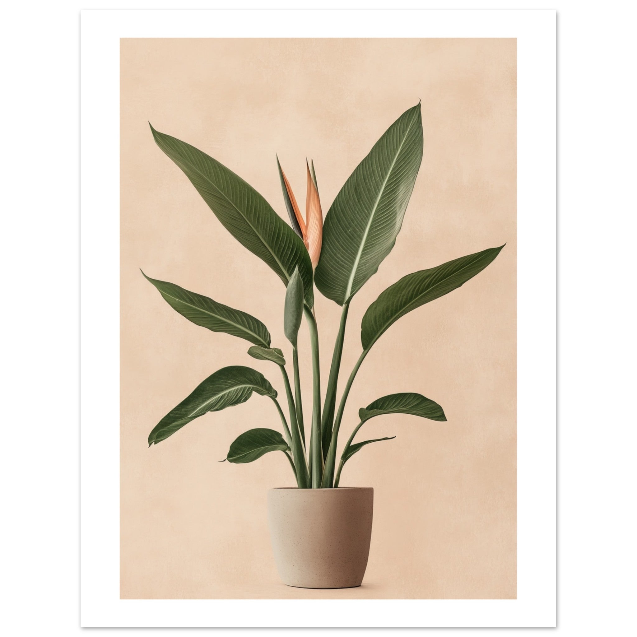 Bird of Paradise Strelitzia reginae