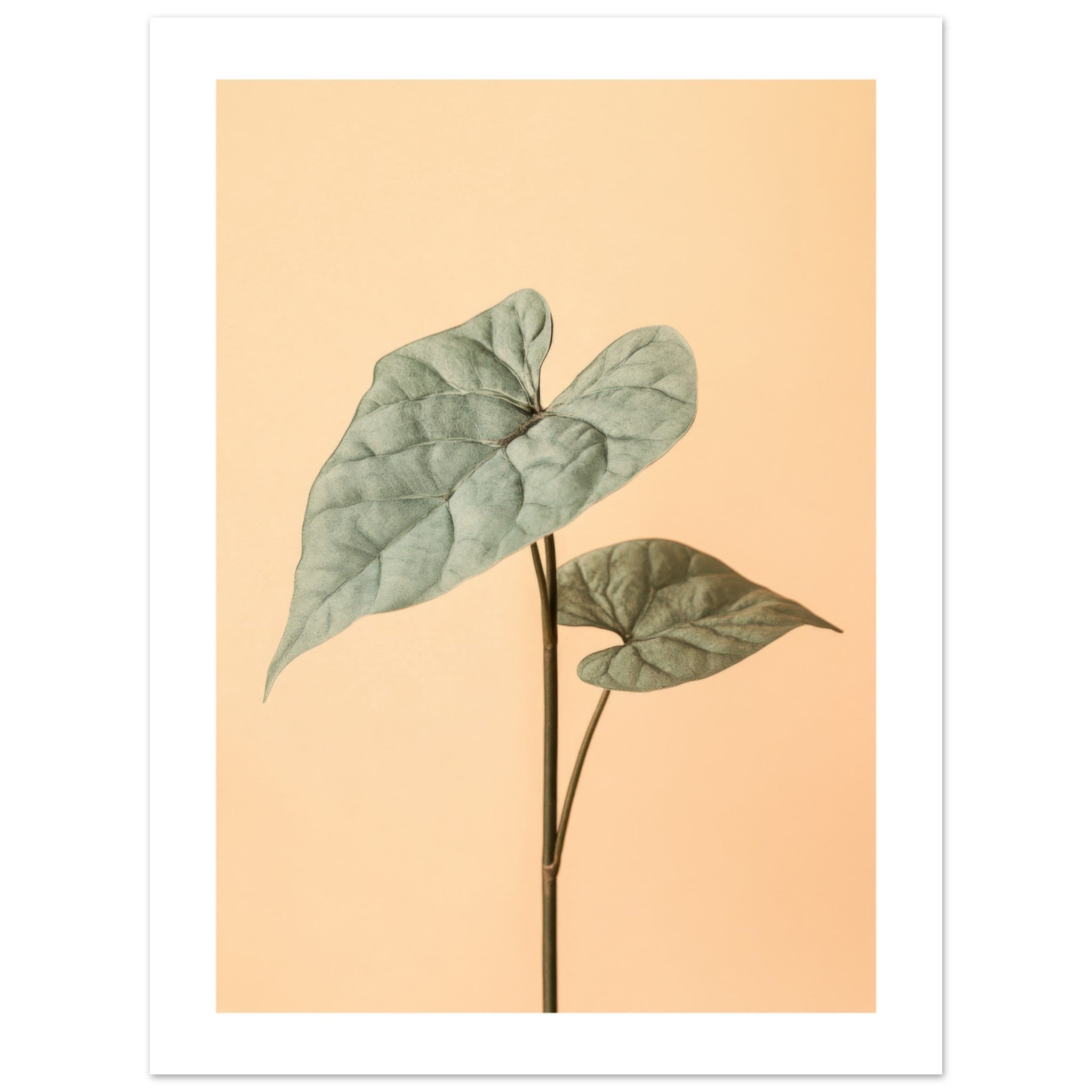 Arrowhead Plant Syngonium podophyllum 2