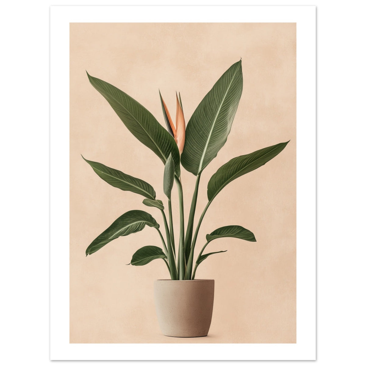 Bird of Paradise Strelitzia reginae