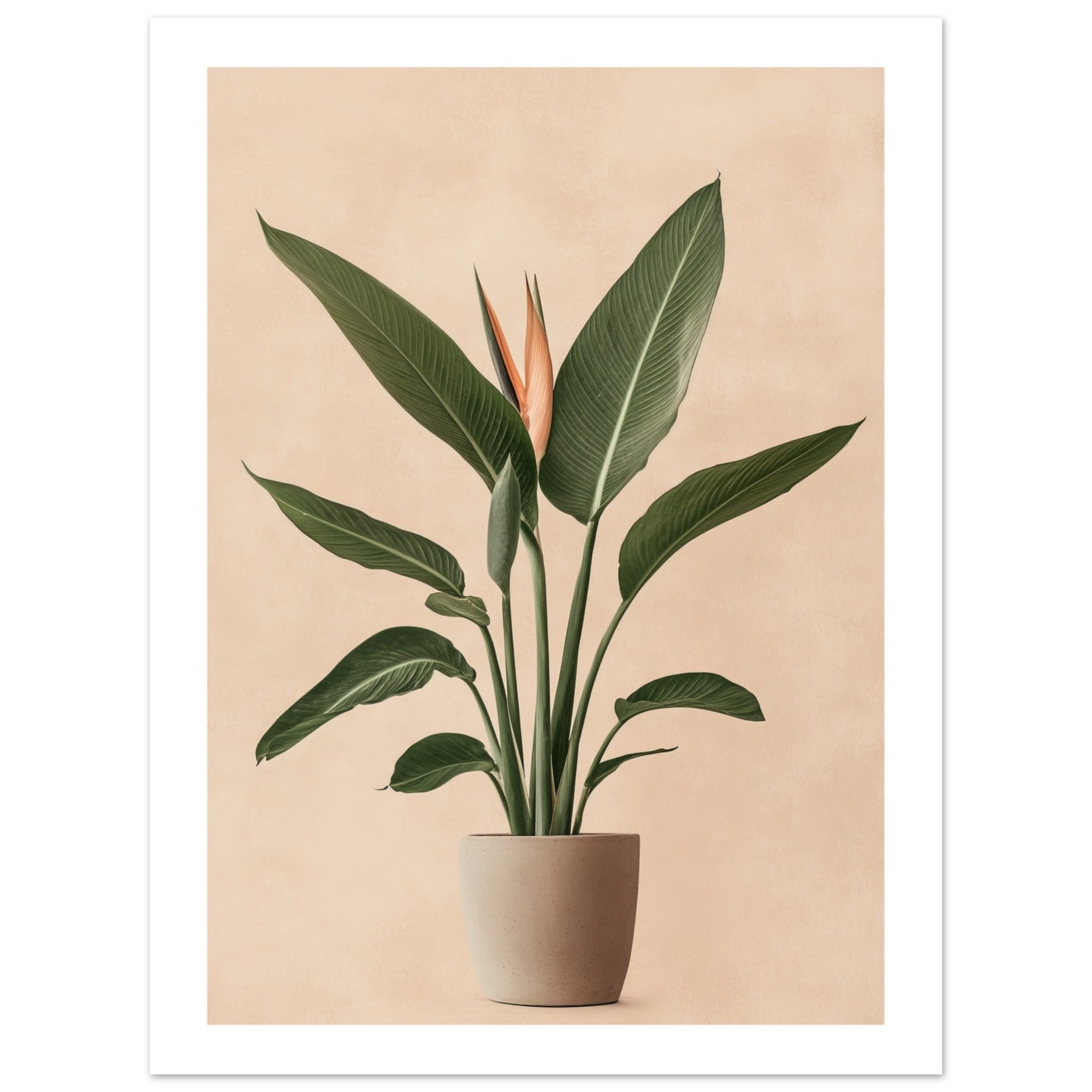 Bird of Paradise Strelitzia reginae