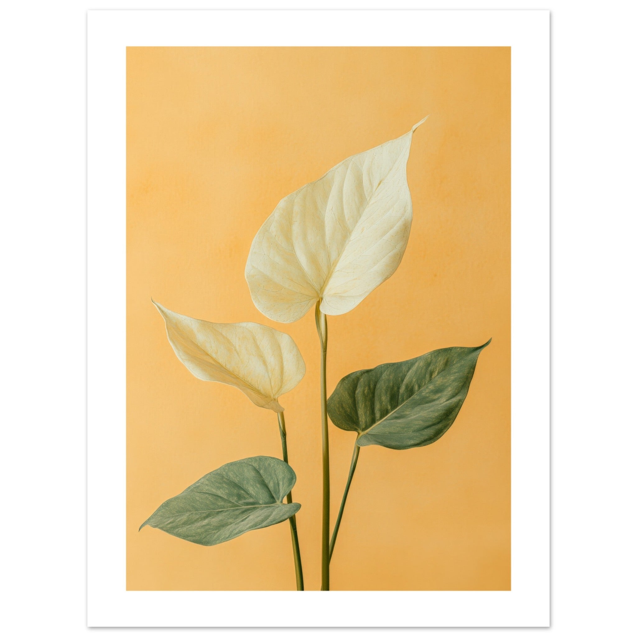 Arrowhead Plant Syngonium podophyllum 1