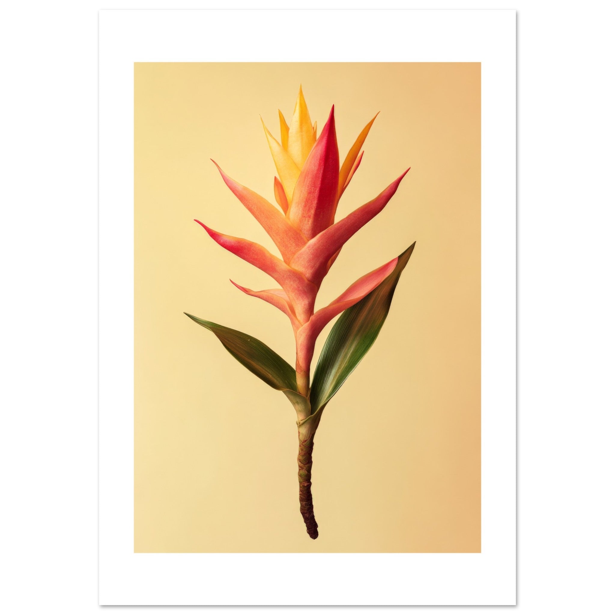 Bromeliad Bromeliaceae