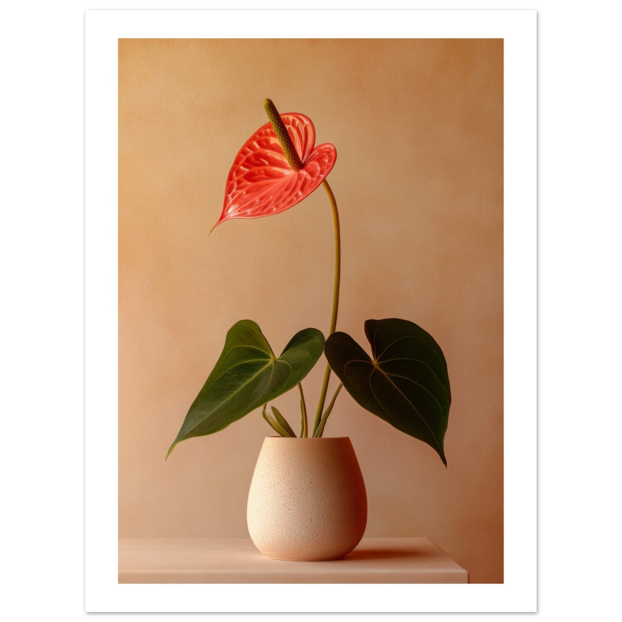 Anthurium 1