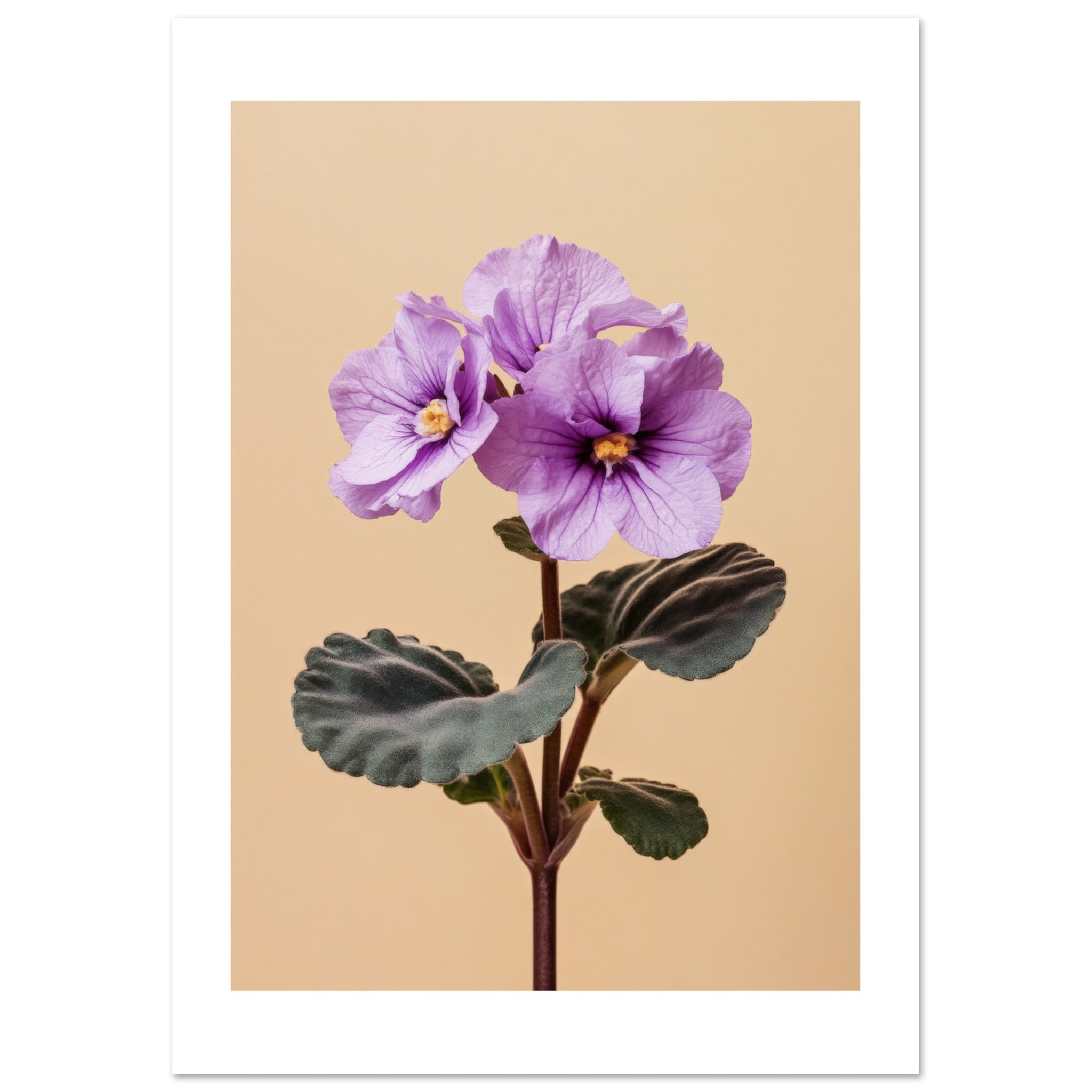 African Violet Saintpaulia
