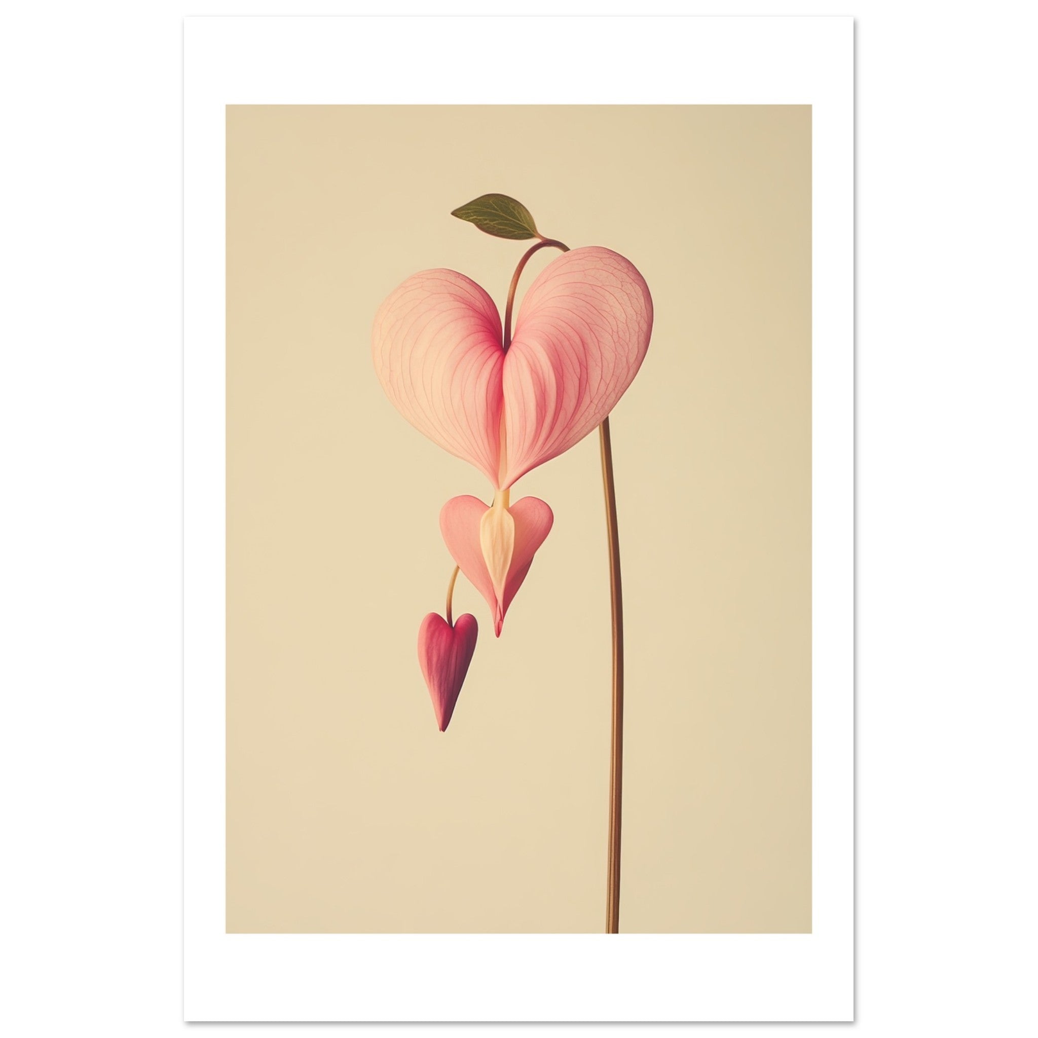 Bleeding Heart Dicentra spectabilis flower 1