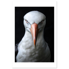 Albatross portrait 1
