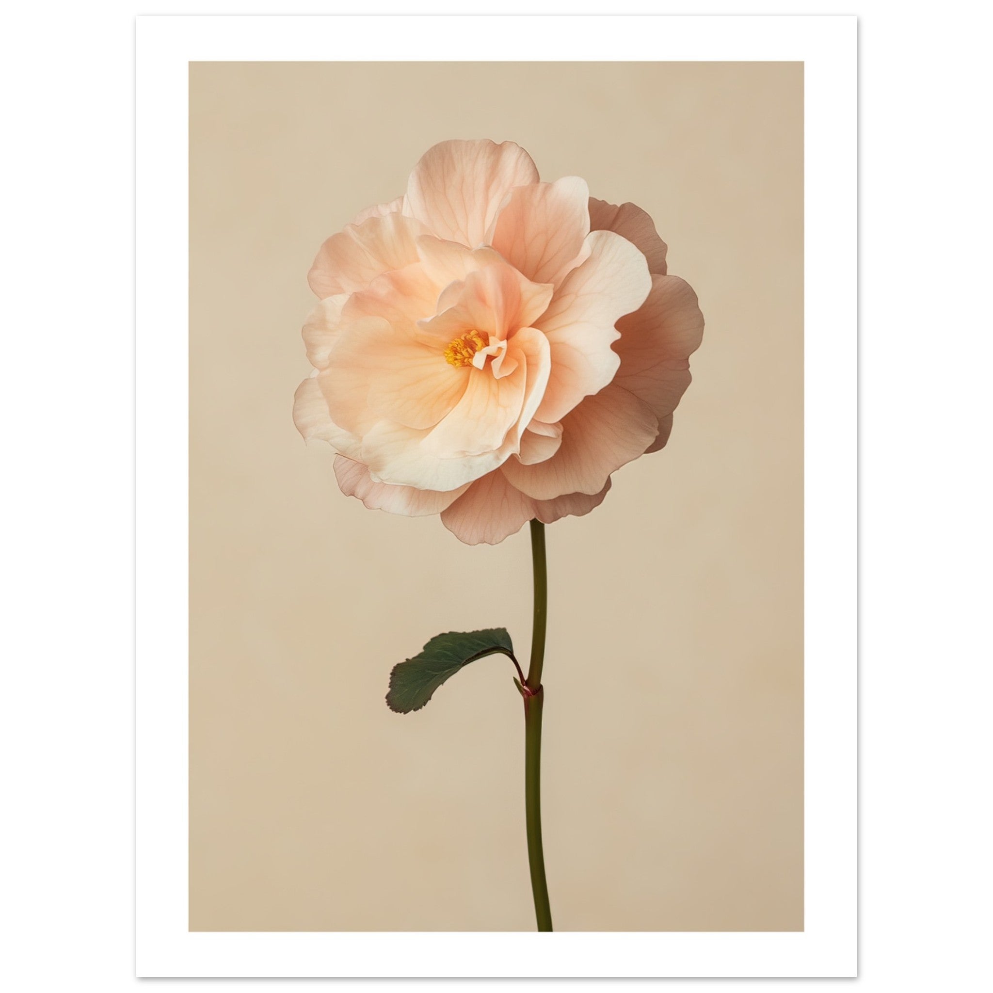 Begonia Begonia flower 1