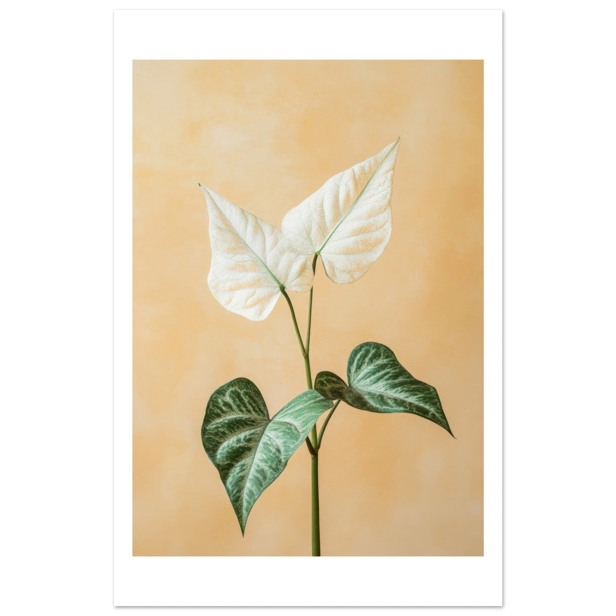 Arrowhead Plant Syngonium podophyllum 3