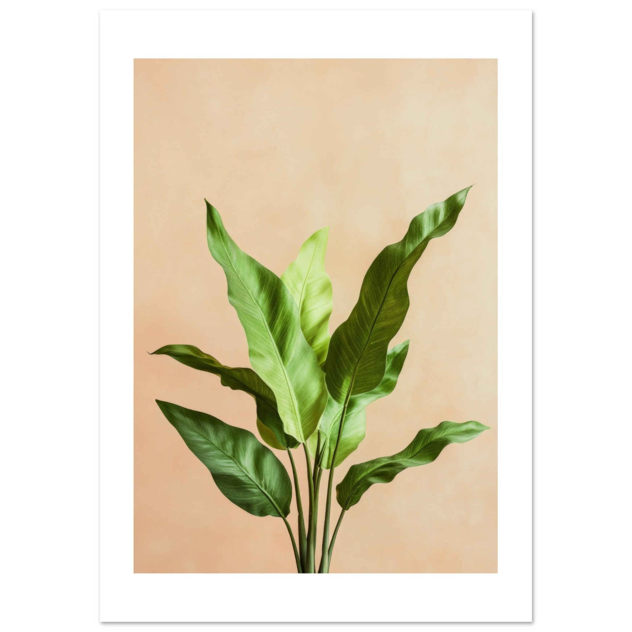 Birds Nest Fern Asplenium nidus 2