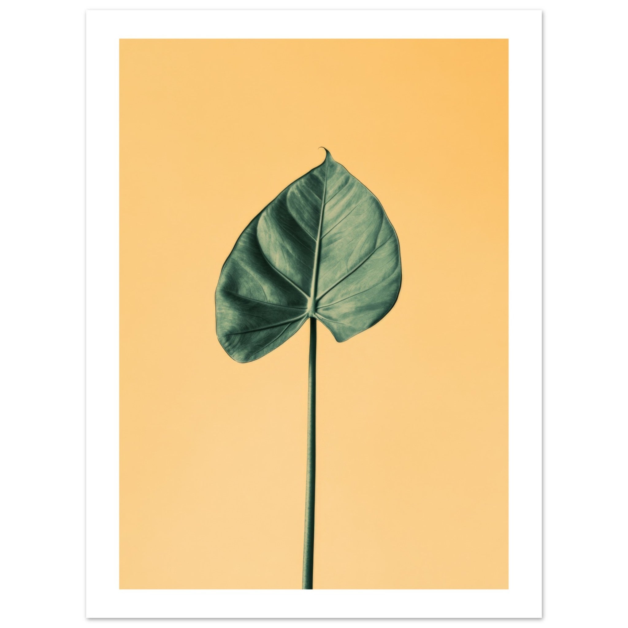 Alocasia 1