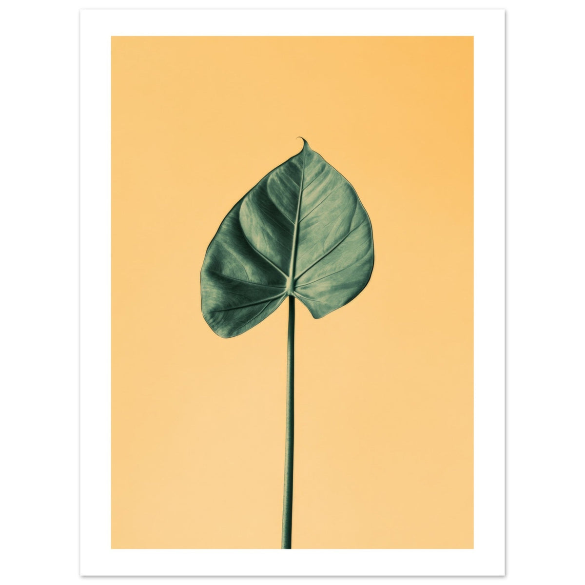Alocasia 1