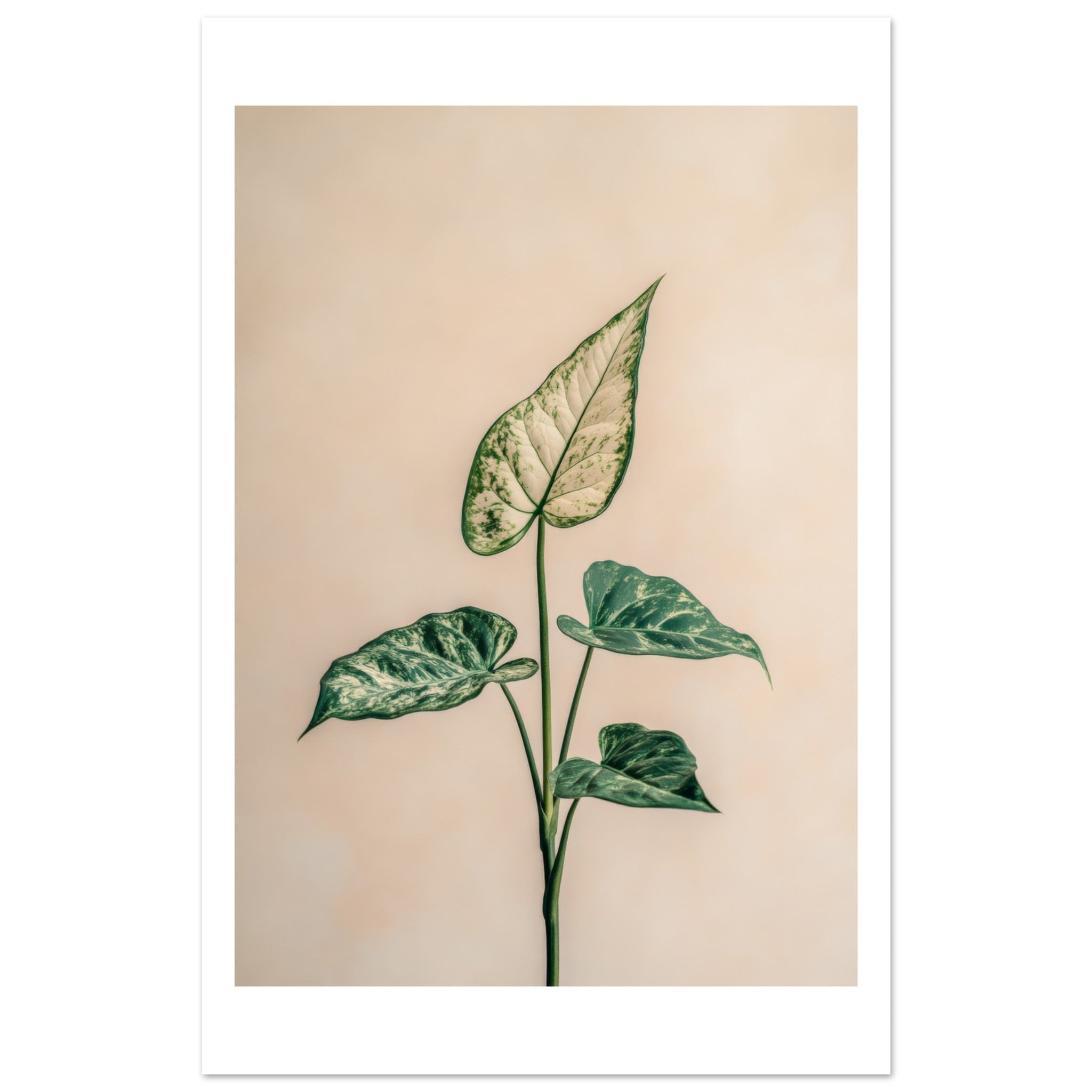 Arrowhead Plant Syngonium podophyllum