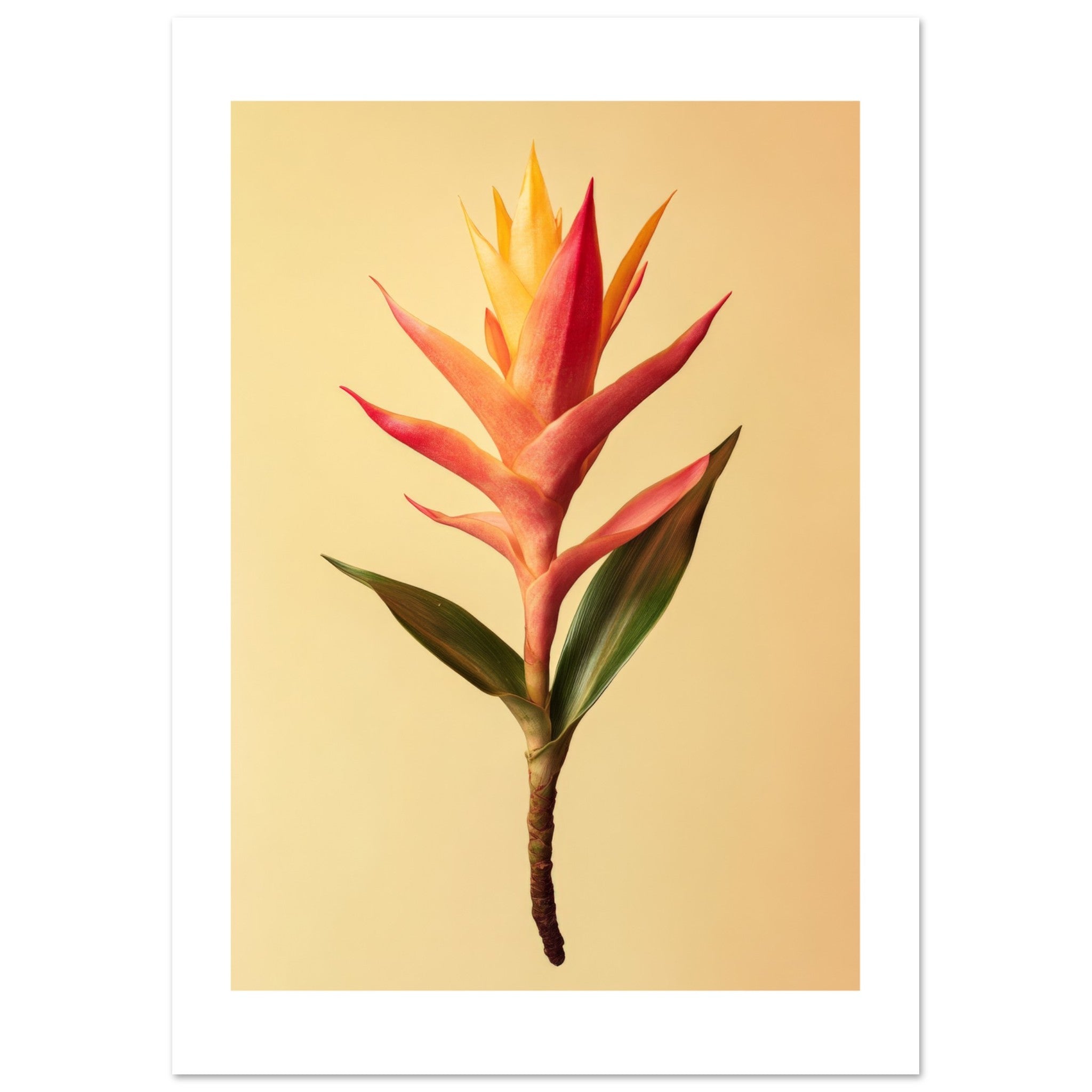 Bromeliad Bromeliaceae