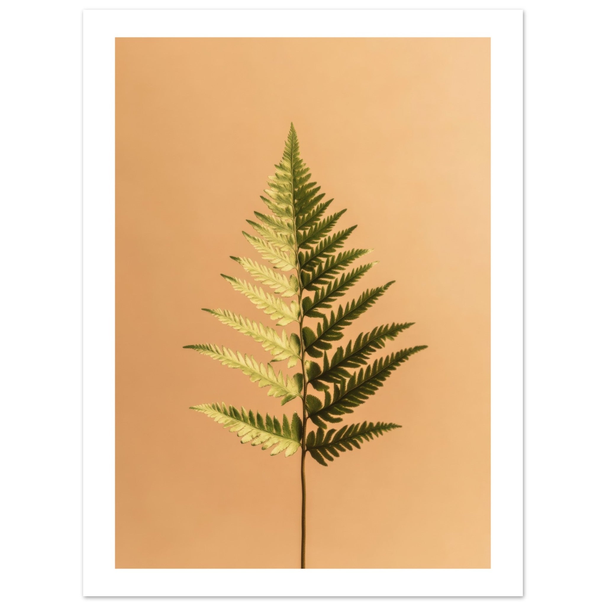 Boston Fern Nephrolepis exaltata 1
